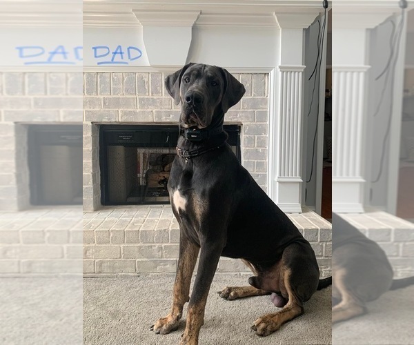 Medium Photo #1 Great Dane Puppy For Sale in FLOWERY BRANCH, GA, USA