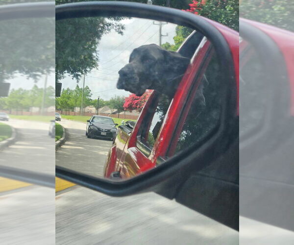 Medium Photo #4 Great Dane Puppy For Sale in Bullard, TX, USA