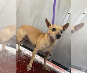 Chihuahua Dogs for adoption in Redlands, CA, USA