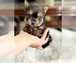 Small #1 Yorkshire Terrier