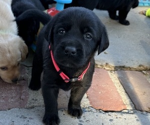 Labrador Retriever Puppy for sale in CARMICHAEL, CA, USA