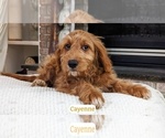 Puppy Cayenne Goldendoodle