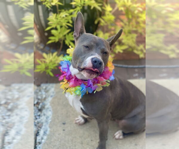 Medium Photo #18 Mutt Puppy For Sale in Mount Laurel, NJ, USA