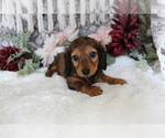 Small #8 Dachshund