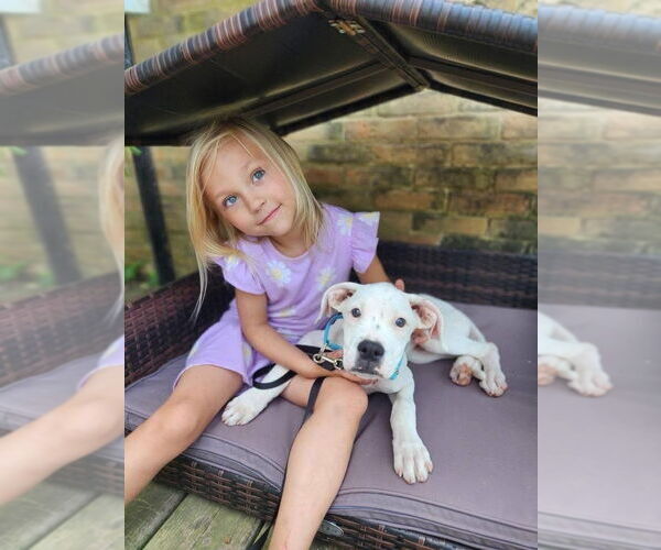 Medium Photo #4 Boxer-Unknown Mix Puppy For Sale in New London, WI, USA