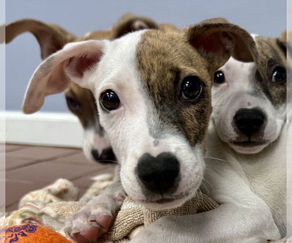Medium Photo #4 Boxer-Unknown Mix Puppy For Sale in Jefferson, NJ, USA