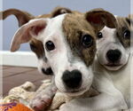 Small #3 Boxer Mix