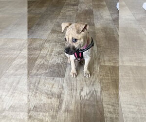Happy - Female Mutt Dog for Adoption - Photo #8