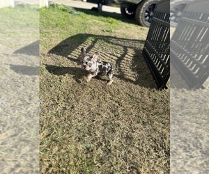 French Bulldog Puppy for Sale in MERCED, California USA