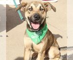 Small #3 Labrador Retriever Mix