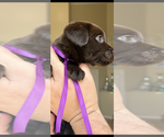 Small #3 Labrador Retriever