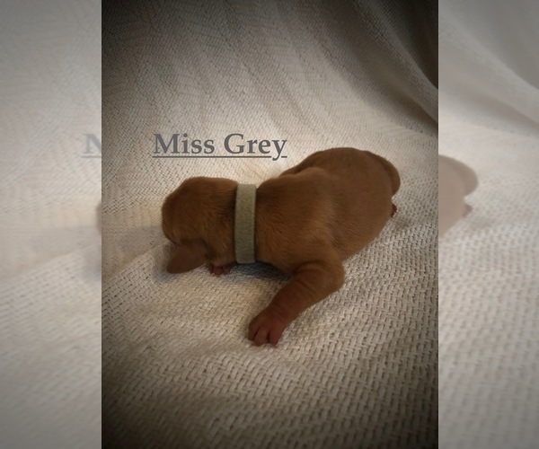 Medium Photo #2 Vizsla Puppy For Sale in NEWHALL, CA, USA