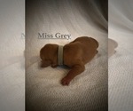 Small Photo #2 Vizsla Puppy For Sale in NEWHALL, CA, USA