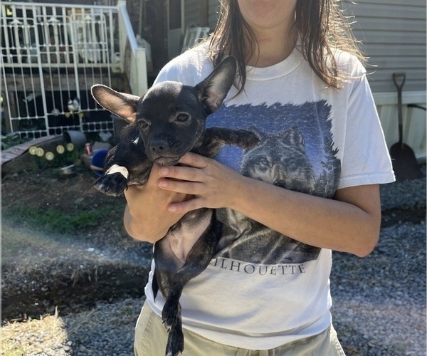 Medium Photo #58 French Bullhuahua Puppy For Sale in SPRAGGS, PA, USA