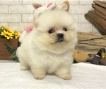 Small Photo #5 Pomeranian Puppy For Sale in SAN FRANCISCO, CA, USA