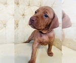 Small #4 Vizsla
