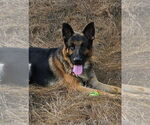 Small #1 German Shepherd Dog
