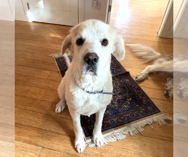 Medium Photo #6 Great Pyrenees Puppy For Sale in Spring, TX, USA