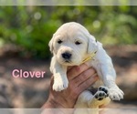 Puppy Clover English Cream Golden Retriever