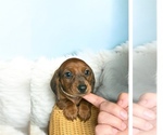 Small Dachshund