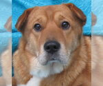 Small #2 Labrador Retriever Mix