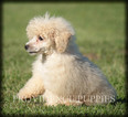 Small Photo #36 Poodle (Miniature) Puppy For Sale in COPPOCK, IA, USA