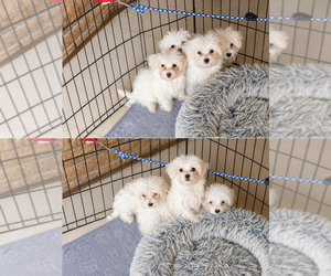 Maltese Puppy for sale in GRAND BLANC, MI, USA