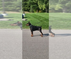 Father of the Doberman Pinscher puppies born on 06/16/2026