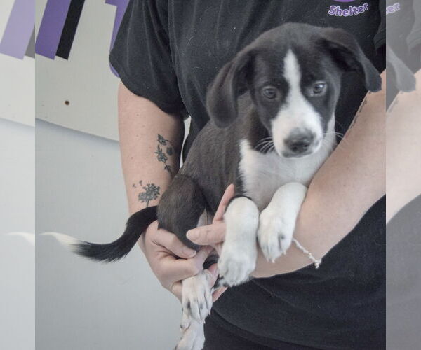 Medium Photo #4 Beagle-Pointer Mix Puppy For Sale in Huntley, IL, USA