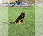 Small #11 German Shepherd Dog