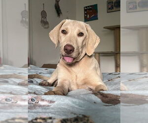 Labrador Retriever-Unknown Mix Dogs for adoption in Brooklyn, NY, USA
