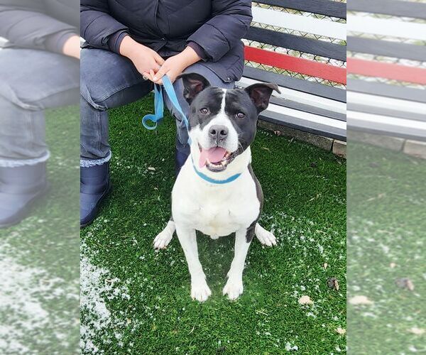 Medium Photo #2 American Staffordshire Terrier-Unknown Mix Puppy For Sale in Perth Amboy, NJ, USA