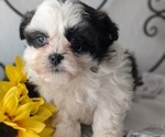 Small Photo #21 Zuchon Puppy For Sale in GOSHEN, IN, USA