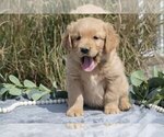 Puppy Major Golden Retriever