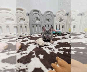 French Bulldog Puppy for sale in NORTH PORT, FL, USA
