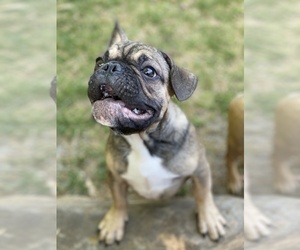 Bulldog Puppy for sale in SACRAMENTO, CA, USA