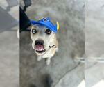 Small #6 American Pit Bull Terrier-Huskies  Mix
