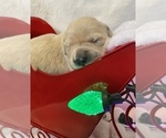 Small Photo #24 Golden Retriever Puppy For Sale in RICHMOND, TX, USA