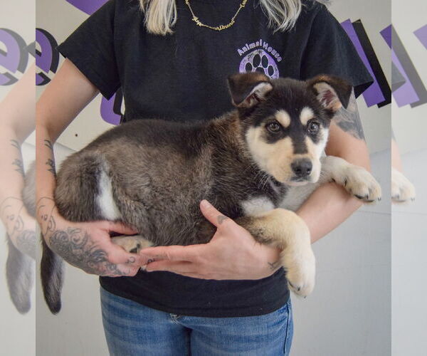 Medium Photo #2 Siberian Husky-Unknown Mix Puppy For Sale in Huntley, IL, USA