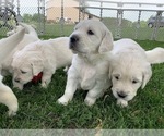 Small Photo #17 English Cream Golden Retriever Puppy For Sale in MARSHFIELD, WI, USA