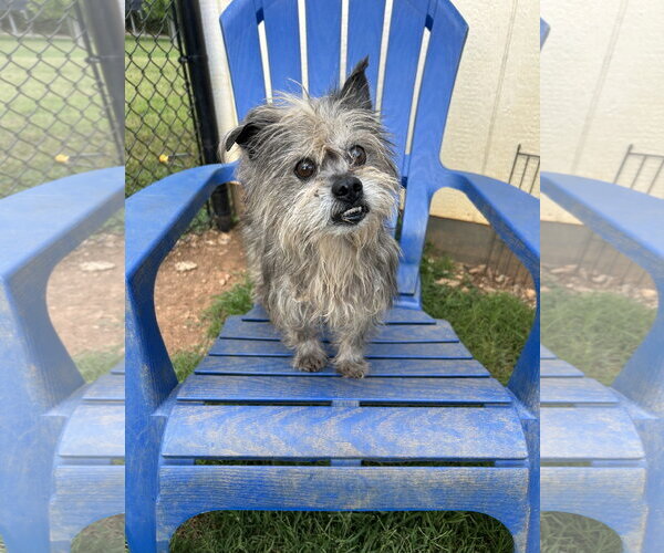Medium Photo #3 Mutt Puppy For Sale in Pacolet, SC, USA