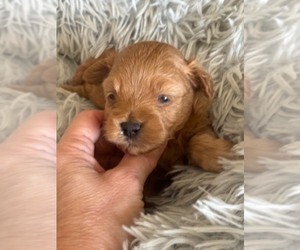 Maltipoo (Miniature) Puppy for sale in MARICOPA, AZ, USA