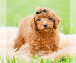 Small #2 Poodle (Miniature)