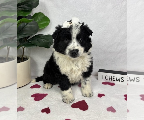 Medium Photo #3 Australian Cattle Dog-Miniature Australian Shepherd Mix Puppy For Sale in FRANKLIN, IN, USA