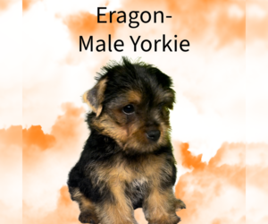 Yorkshire Terrier Puppy for sale in AZLE, TX, USA