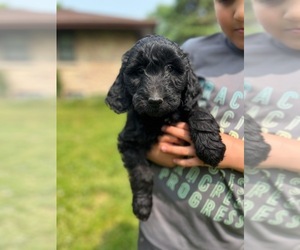 Labradoodle-Poodle (Standard) Mix Puppy for sale in CHICAGO, IL, USA