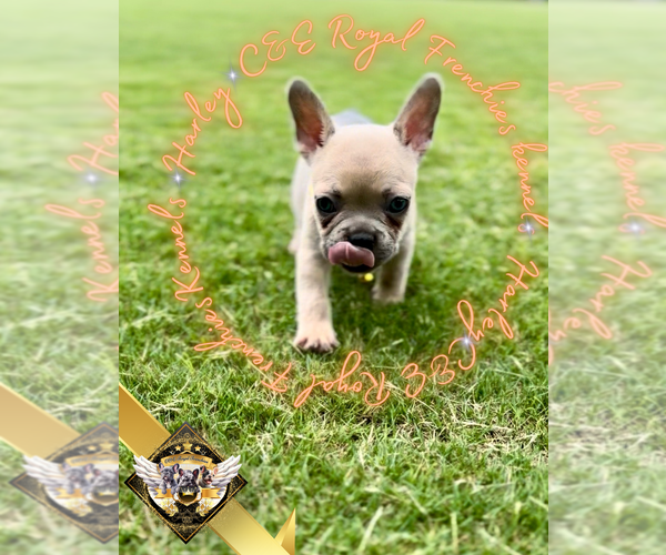 Medium Photo #6 French Bulldog Puppy For Sale in ATHENS, GA, USA