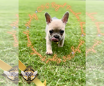 Small #5 French Bulldog
