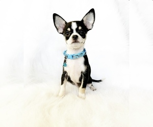 Chihuahua Puppy for sale in SACRAMENTO, CA, USA