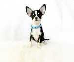 Small Chihuahua